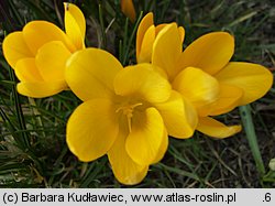 Crocus flavus (krokus żółty)