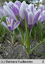 Crocus vernus Pickwick