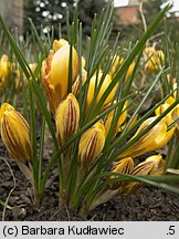 Crocus chrysanthus Saturnus