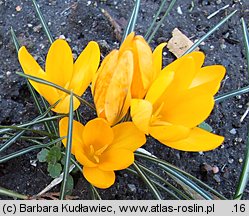 Crocus flavus (krokus żółty)