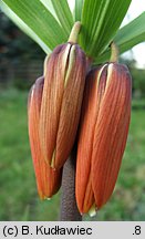 Fritillaria imperialis (szachownica cesarska)