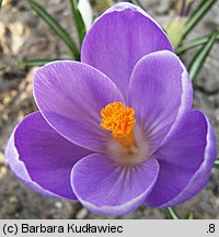 Crocus vernus Purpureus Grandiflorus