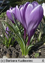 Crocus vernus Purpureus Grandiflorus