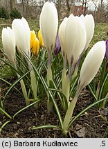 Crocus vernus Jeanne d'Arc