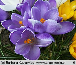 Crocus vernus Purpureus Grandiflorus