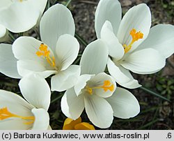 Crocus vernus Jeanne d'Arc