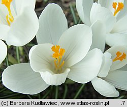 Crocus vernus Jeanne d'Arc