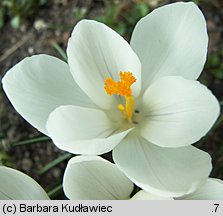 Crocus vernus Jeanne d'Arc