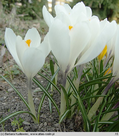 Crocus vernus Jeanne d'Arc