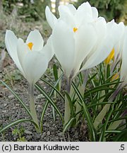 Crocus vernus Jeanne d'Arc