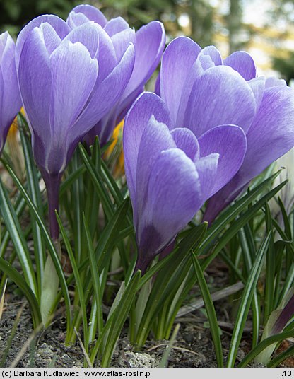 Crocus vernus Purpureus Grandiflorus