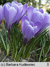 Crocus vernus Purpureus Grandiflorus