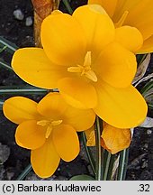 Crocus flavus (krokus żółty)