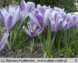 Crocus vernus Pickwick