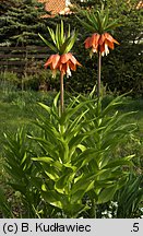 Fritillaria imperialis (szachownica cesarska)