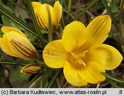 Crocus chrysanthus Saturnus