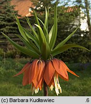 Fritillaria imperialis (szachownica cesarska)