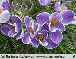 Crocus vernus Pickwick