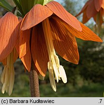 Fritillaria imperialis (szachownica cesarska)