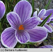 Crocus vernus Pickwick