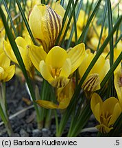 Crocus chrysanthus Saturnus