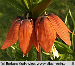 Fritillaria imperialis (szachownica cesarska)