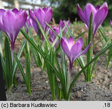 Crocus tommasinianus (krokus Tomassiniego)