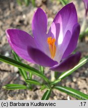 Crocus tommasinianus (krokus Tomassiniego)