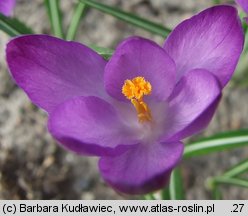 Crocus tommasinianus (krokus Tomassiniego)