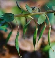 Corydalis solida (kokorycz pełna)