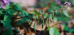 Corydalis solida (kokorycz pełna)