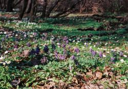 Corydalis solida (kokorycz pełna)