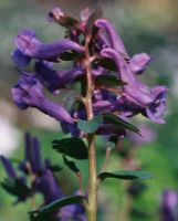 Corydalis solida (kokorycz pełna)