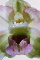 Epipactis helleborine s.str. (kruszczyk szerokolistny)