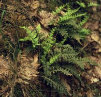 Polypodium vulgare