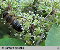 Eleutherococcus wardii