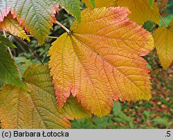 Acer argutum (klon ostroząbkowy)