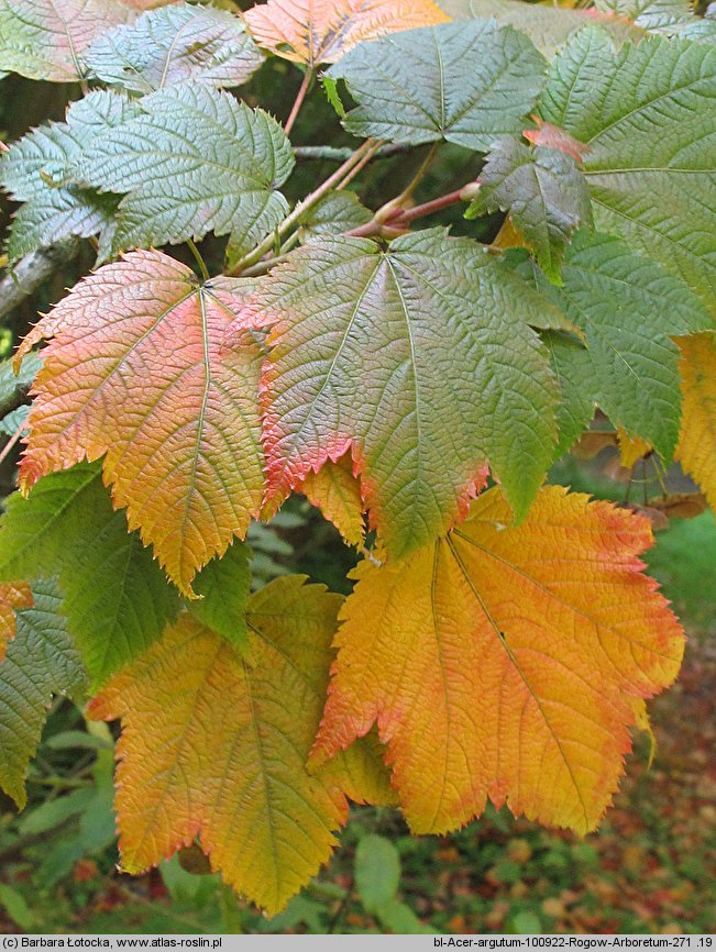 Acer argutum (klon ostroząbkowy)