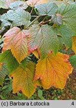 Acer argutum (klon ostroząbkowy)