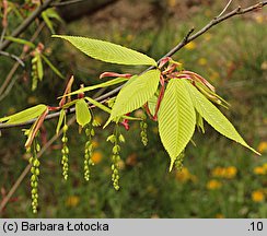 Acer carpinifolium (klon grabolistny)