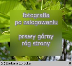 Acer carpinifolium (klon grabolistny)