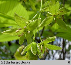 Acer carpinifolium (klon grabolistny)