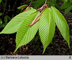 Acer carpinifolium (klon grabolistny)