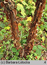 Acer griseum (klon strzępiastokory)