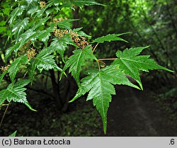 Acer micranthum