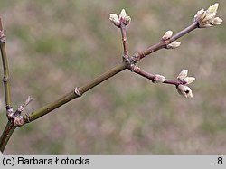 Acer negundo (klon jesionolistny)