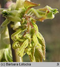 Acer negundo (klon jesionolistny)