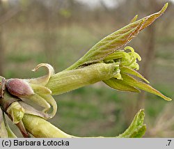 Acer negundo (klon jesionolistny)