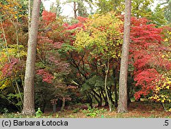 Acer palmatum (klon palmowy)