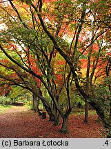 Acer palmatum (klon palmowy)